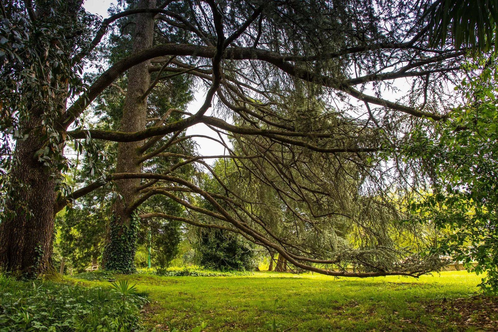 Orto Botanico di Pisa in Pisa